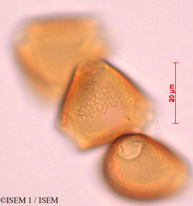 ISEM 1/Erythrina_polychaeta_29316/Erythrina_polychaeta_29316_0001(copy)_thumb.jpg
